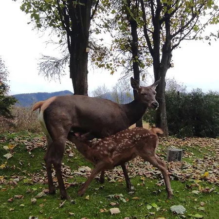Homestay Hosana Goscinne I Zakopane