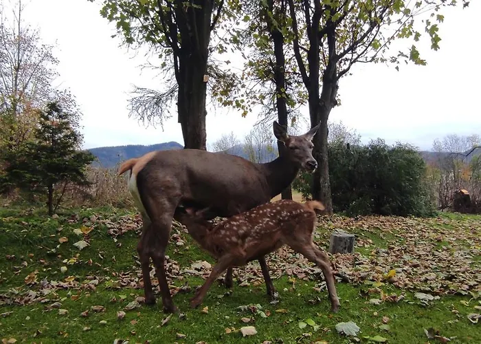 Privat bolig Hosana Goscinne I Zakopane